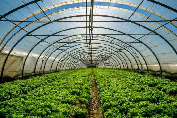 Protected Cultivation of Fruit Crops